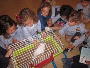 Nos han visitado en clase : conejos, perritos, tortugas, pollitos ... Hay muchas clases de mascotas !!